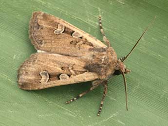 Euxoa obelisca D. & S. adulte - �Daniel Morel