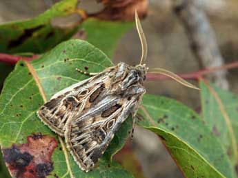 Agrotis obesa Bsdv. adulte - �Daniel Morel