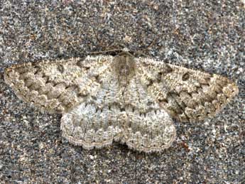 Gnophos obfuscata D. & S. adulte - �Daniel Morel