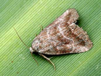 Phyllophila obliterata Rbr adulte - �Yann Baillet