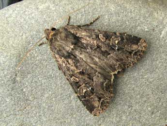 Apamea oblonga Hw. adulte - �Nicole Lepertel