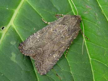 Apamea oblonga Hw. adulte - �Jean-Paul Quinette