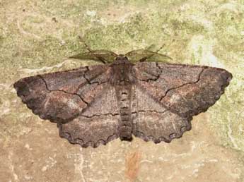 Nychiodes obscuraria Vill. adulte - �Lionel Taurand