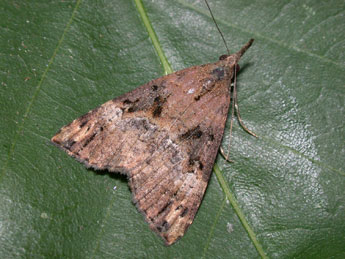Hypena obsitalis Hb. adulte - �Philippe Mothiron
