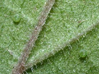  Oeuf de Hypena obsitalis Hb. - �Philippe Mothiron