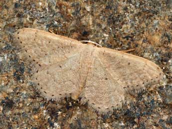 Idaea obsoletaria Rbr adulte - �Daniel Morel