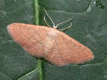 Idaea obsoletaria Rbr adulte - �Philippe Mothiron
