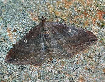 Nycterosea obstipata F. adulte - �Daniel Morel