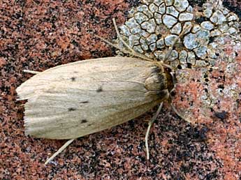 Pelosia obtusa H.-S. adulte - �Daniel Morel