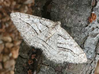 Calamodes occitanaria Dup. adulte - �Daniel Morel