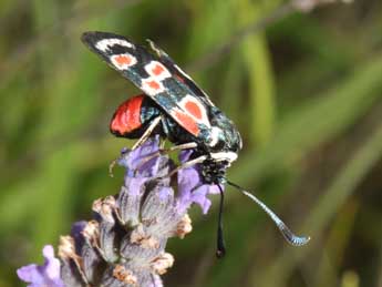 Zygaena occitanica Vill. adulte - �Philippe Mothiron