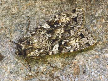 Eurois occulta L. adulte - �Daniel Morel