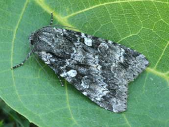 Eurois occulta L. adulte - �Daniel Morel