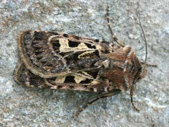 Chersotis ocellina D. & S. adulte - �Daniel Morel