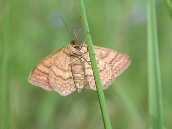 Idaea ochrata Scop. adulte - �Philippe Mothiron