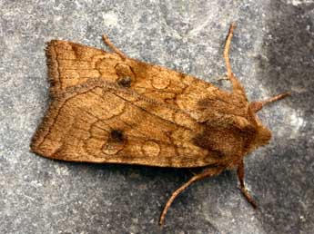 Xestia ochreago Hb. adulte - �Daniel Morel