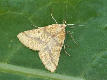 Aspitates ochrearia Rossi adulte - �Daniel Morel