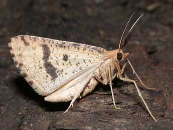 Aspitates ochrearia Rossi adulte - �Philippe Mothiron