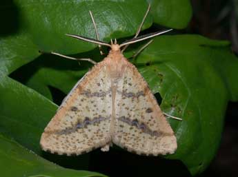 Aspitates ochrearia Rossi adulte - �Philippe Mothiron