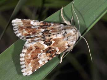 Eremobia ochroleuca D. & S. adulte - �Philippe Mothiron