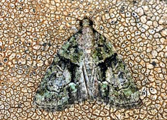 Cryphia ochsi Brsn adulte - �Daniel Morel