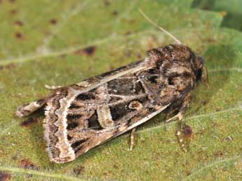 Leucochlaena oditis Gey. adulte - �Philippe Mothiron