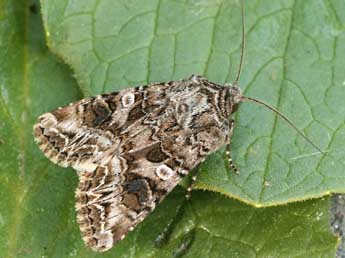 Anarta odontites Bsdv. adulte - �Daniel Morel