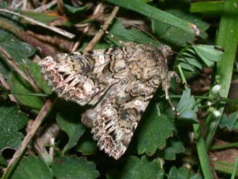 Anarta odontites Bsdv. adulte - �Philippe Mothiron