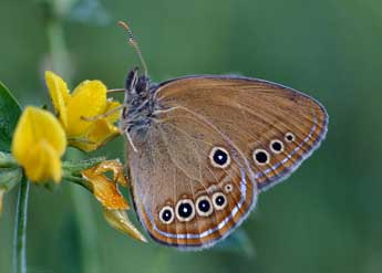 Coenonympha oedippus F. adulte - �Daniel Morel