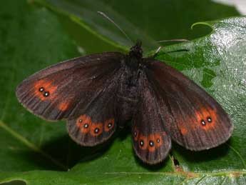 Erebia oeme Hb. adulte - �Philippe Mothiron