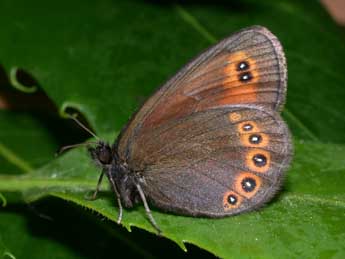 Erebia oeme Hb. adulte - �Philippe Mothiron