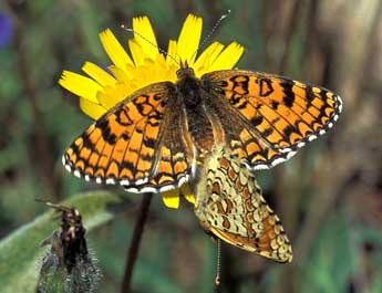 Melitaea ornata Christoph adulte - �Tristan Lafranchis