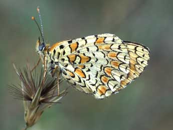 Melitaea ornata Christoph adulte - �Tristan Lafranchis