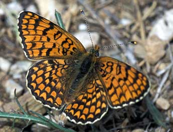 Melitaea ornata Christoph adulte - �Tristan Lafranchis