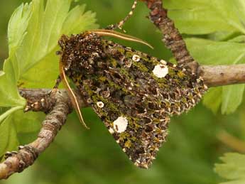 Valeria oleagina D. & S. adulte - �Daniel Morel