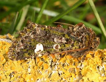 Valeria oleagina D. & S. adulte - �Daniel Morel