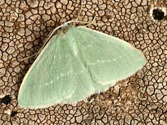 Xenochlorodes olympiaria H.-S. adulte - �Daniel Morel