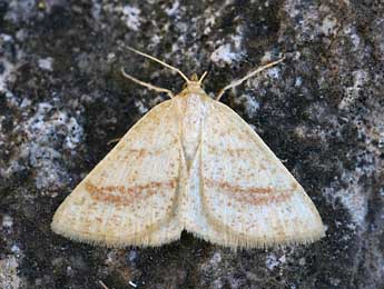 Aplasta ononaria Fuessly adulte - �Daniel Morel