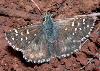 Pyrgus onopordi Rbr adulte - �Philippe Mothiron