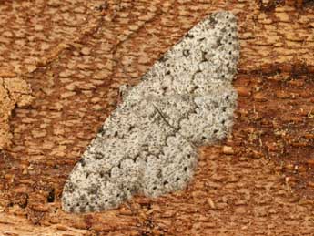 Charissa onustaria H.-S. adulte - �Daniel Morel