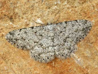 Charissa onustaria H.-S. adulte - �Daniel Morel