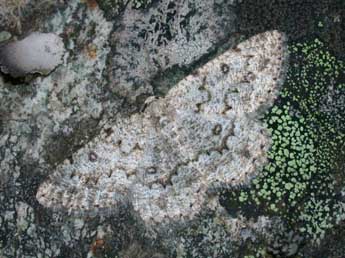 Charissa onustaria H.-S. adulte - �Philippe Mothiron