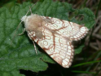 Dicycla oo L. adulte - �Philippe Mothiron