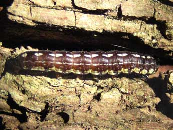  Chenille de Dicycla oo L. - �Marina Chavernoz- ADEP