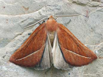 Compsoptera opacaria Hb. adulte - �Daniel Morel