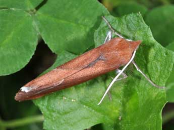 Compsoptera opacaria Hb. adulte - �Philippe Mothiron