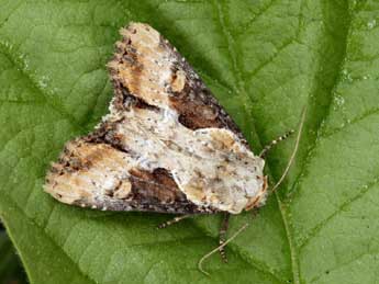 Lateroligia ophiogramma Esp. adulte - �Daniel Morel