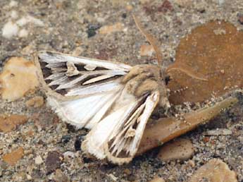 Eucoptocnemis optabilis Bsdv. adulte - �Daniel Morel