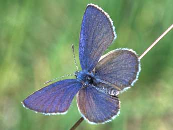 Agriades optilete Knoch adulte - �Tristan Lafranchis