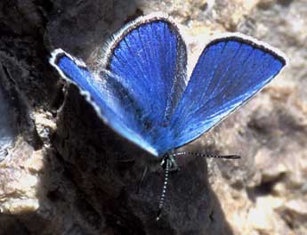 Agriades orbitulus Prun. adulte - �Tristan Lafranchis